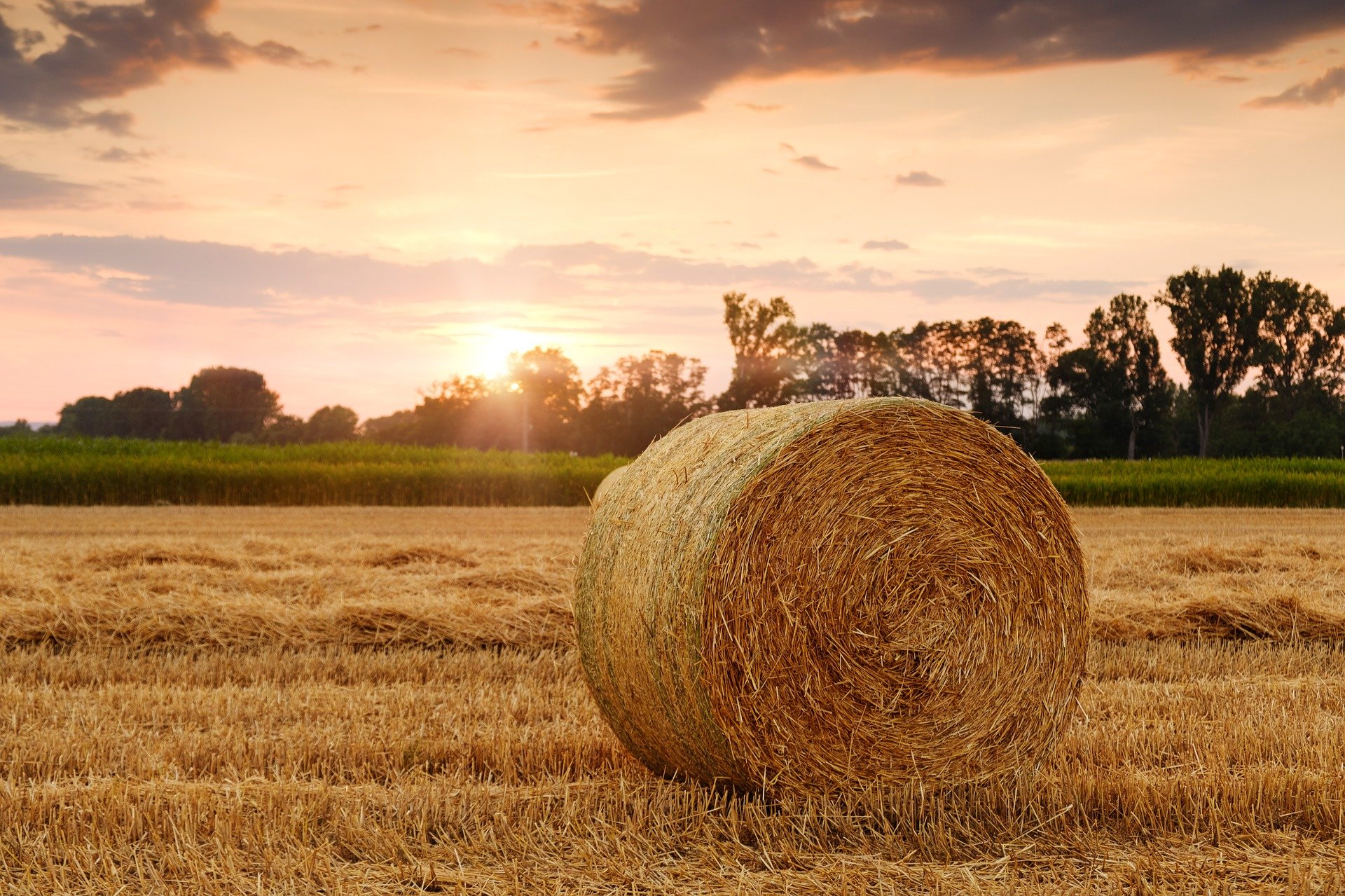 TRANSLATION IN THE AGRICULTURAL INDUSTRY